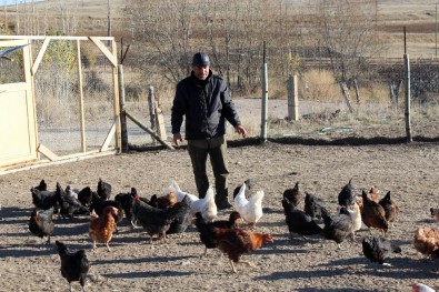 Emekli Oldu, 'Boş Durmak Bana Göre Değil' Diyerek Tavuk Çiftliği Kurdu