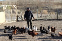 TAVUK ÇİFTLİĞİ - Emekli Oldu, 'Boş Durmak Bana Göre Değil' Diyerek Tavuk Çiftliği Kurdu