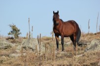 KARAMıK - Kumalar Dağı'nda Ortaya Çıkan Yılkı Atları Büyüledi