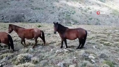 Kumalar Dağı'nda Ortaya Çıkan Yılkı Atları Görüntülendi