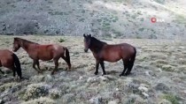 KARAMıK - Kumalar Dağı'nda Ortaya Çıkan Yılkı Atları Görüntülendi