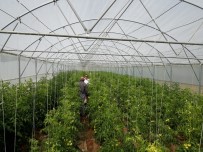 EGE BÖLGESI - Manisa'da Seracılıkta Büyük Artış