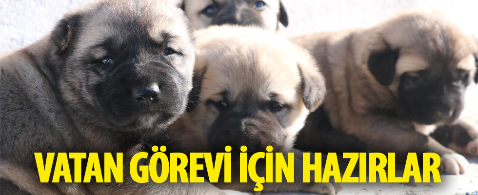 Yavru kangallar vatan görevi için hazır