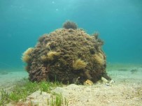 KUMKALE - Çanakkale'de 1. Dünya Savaşı'ndan Kalma Mühimmat İmha Edildi