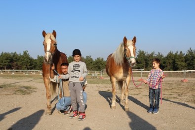 İzmir'in Fayton Atları İkinci Baharlarını Bursa'da Yaşıyor