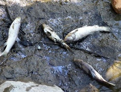 Karabük'teki balık ölümlerinde şüpheli Bolu!