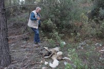 KÖPEK - Kemer Yaylalarına Bırakılan Köpekler Ölüm Kalım Mücadelesi Veriyor