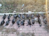 Konya'da Sakarmeke Avcısına 13 Bin 526 Lira Ceza