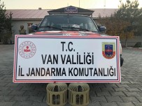 Muradiye'de Kaçak Avlanmış 2 Kınalı Keklik Ele Geçirildi