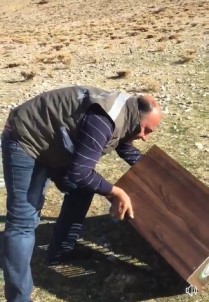 Van'da 8 Kınalı Keklik Doğaya Bırakıldı