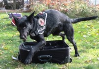 DEDEKTÖR KÖPEK - Bath'den Bir Bingo Daha