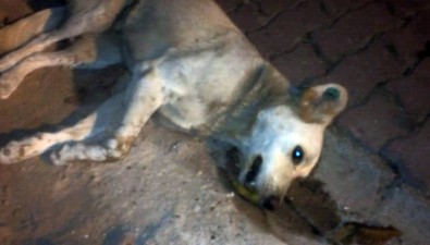 Çatalca'da 18 Sokak Hayvanının Zehirlenerek Öldürüldüğü İddiası