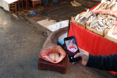 Dev Köpek Balığı, Balıkçıların Ağına Takıldı