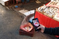 KÖPEK - Dev Köpek Balığı, Balıkçıların Ağına Takıldı