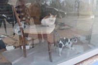 MİMAR SİNAN - Küçük Çocuğun Dikkati Kedilerin Hayatını Kurtardı