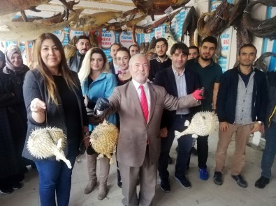 Öğretmenlere, Balon Balığı Tehlikesine Karşı Eğitim