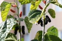 SÜRGÜN - (Özel) Dut Ağacı Yapılan Aşılamayla Kasım Ayında Meyve Verdi