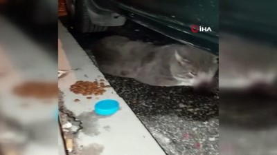 (Özel) Vicdansız Sürücü Çarptığı Kediyi Yaralı Bırakıp Kaçtı