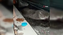 ESENLER BELEDİYESİ - (Özel) Vicdansız Sürücü Çarptığı Kediyi Yaralı Bırakıp Kaçtı