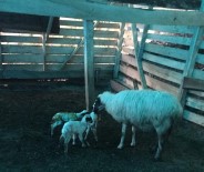 HILMI GÜLER - Damızlık Koyun Üçüz Doğurdu