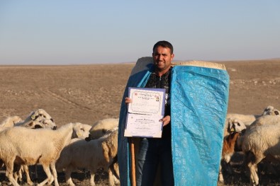 İki Yabancı Dil Bilen Aday Öğretmen Çobanlık Yapıyor