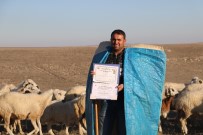 ÖĞRETMEN ADAYI - İki Yabancı Dil Bilen Aday Öğretmen Çobanlık Yapıyor