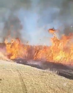 Muradiye'de Sazlık Yangını