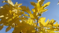 KIRLANGIÇ - Sonbaharda İncir Ve Armut Ağacı Meyve Verdi