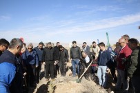 Ulaşım A.Ş.'Den 500 Fidan Daha