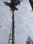 ELEKTRİK DİREĞİ - Ağaçta Mahsur Kalan Sakat Kediyi İtfaiye Ekipleri Kurtardı