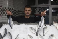 BALIK FİYATLARI - Balıkçılar Zonguldak'ta Aradığını Bulamayınca Hopa'ya Yöneldi