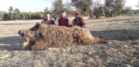YABAN DOMUZLARI - Bursalı Avcılar 252 Kiloluk Yaban Domuzu Vurdu