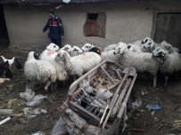 KARKıN - Çaldıkları Koyunlarla Yakalanan Şüpheliler Tutuklandı