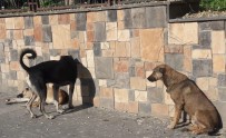 Silvan'da Başıboş Köpekler Vatandaşları Tedirgin Ediyor