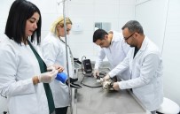 HAYVAN SEVERLER - Sokak Hayvanları Kısırlaştırılıyor