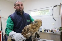 GAZİANTEP HAYVANAT BAHÇESİ - Tedavi Edilen Kuşlar Doğaya Salınıyor