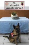 JANDARMA KARAKOLU - Uyuşturucuyu 'Canlı' Buldu
