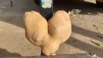MEHMET ÇELIK - Bu Patateslerin Tanesi 1 Kiloyu Geçiyor