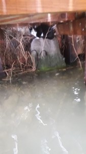 Ortaca'da İskele Altında Mahsur Kalan Kedi Kurtarıldı