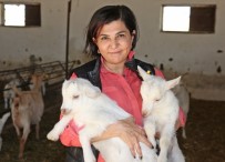 LAKTOZ İNTOLERANSI - Prof. Dr. Koluman Açıklaması ''Süt Kansere Neden Oluyor' Diyenlere İnanmayın'