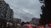 SIĞIRCIK - Sığırcıkların İstanbul Semalarında Görsel Şöleni