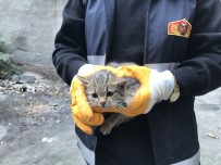 ÇEKIM - Yavru Kedi Özgürlüğüne Kavuştu