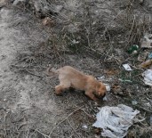 KÖPEK - Yavru Köpekleri Sıkıştıkları Yerden İtfaiye Kurtardı