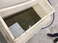 X-RAY - Sarp'ta Bir Otomobilde 3 Bin 400 Su Kaplumbağası Ele Geçirildi