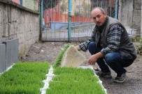 YANıLMA - Merak Edip Araştırdı, Hayvanları İçin Topraksız Buğdaydan Çim Üretmeye Başladı