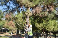 NENE HATUN - Toroslar'daki Parklarda Ağaçlar Budandı