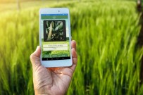 MOBİL UYGULAMA - Çiftçi Fotoğraf Çekecek Hastalığı Öğrenecek