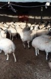 ZENGEN - Ereğli'de Ağıldan Koyun Hırsızlığı