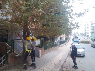 Gebze'de Ağaçlara Sonbahar Bakımı