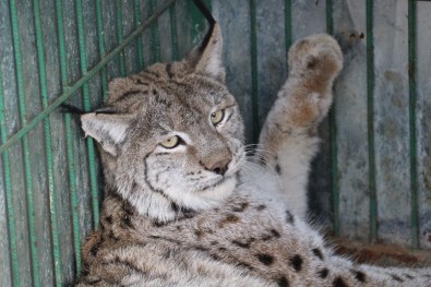 Neslinin Tükendiği Düşünülen Vaşağa Otomobil Çarptı